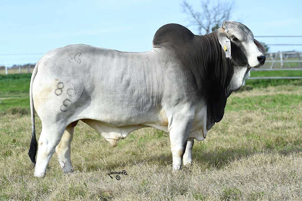 American Brahman