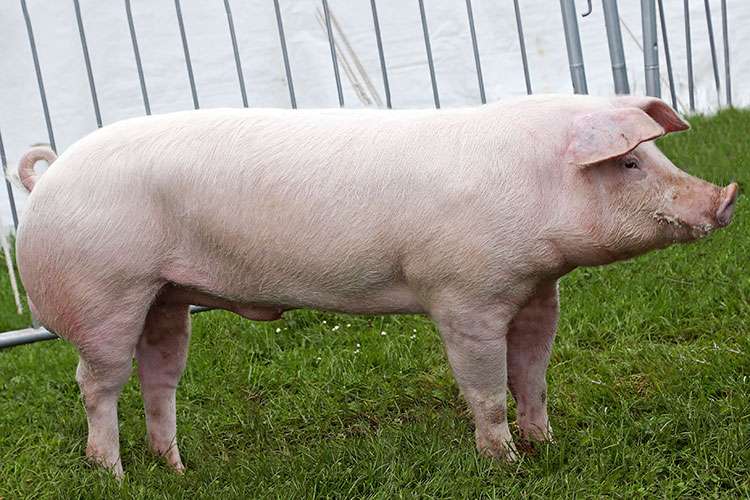 American Landrace