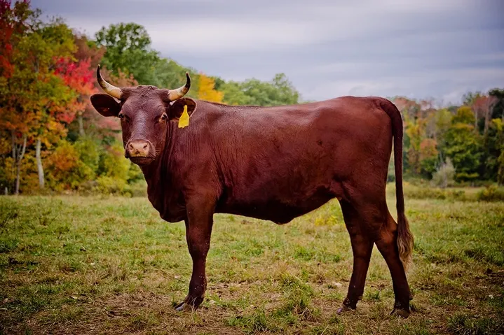 American Milking Devon Cow