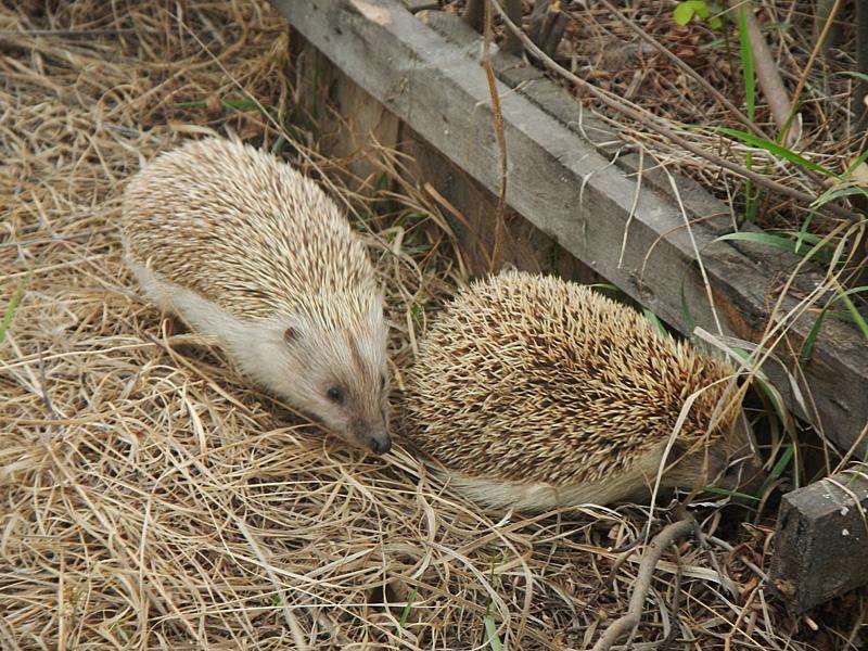 Amur Hedgehog