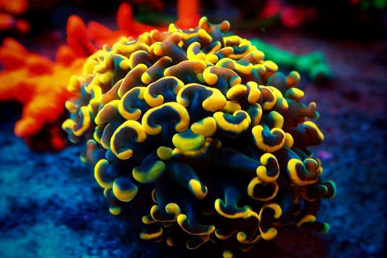 Anchor Coral