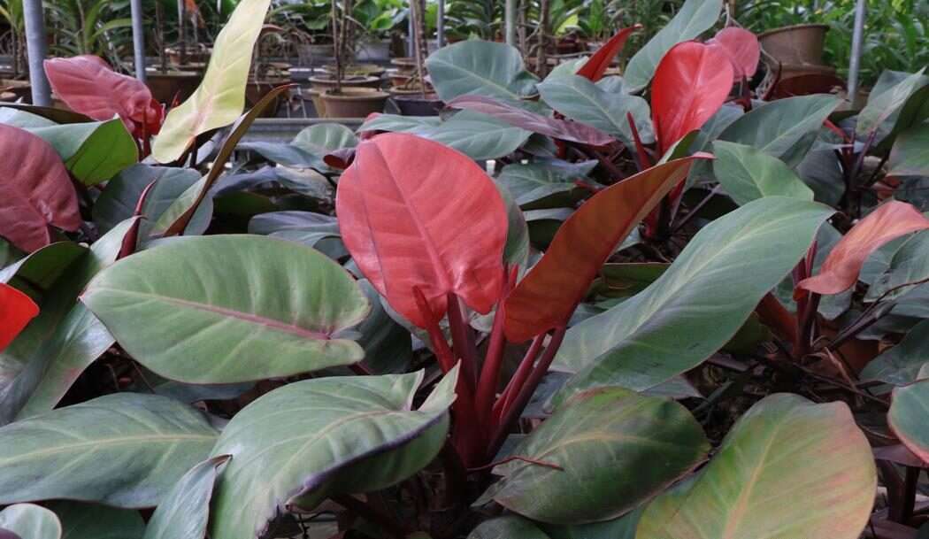 Anderson Red