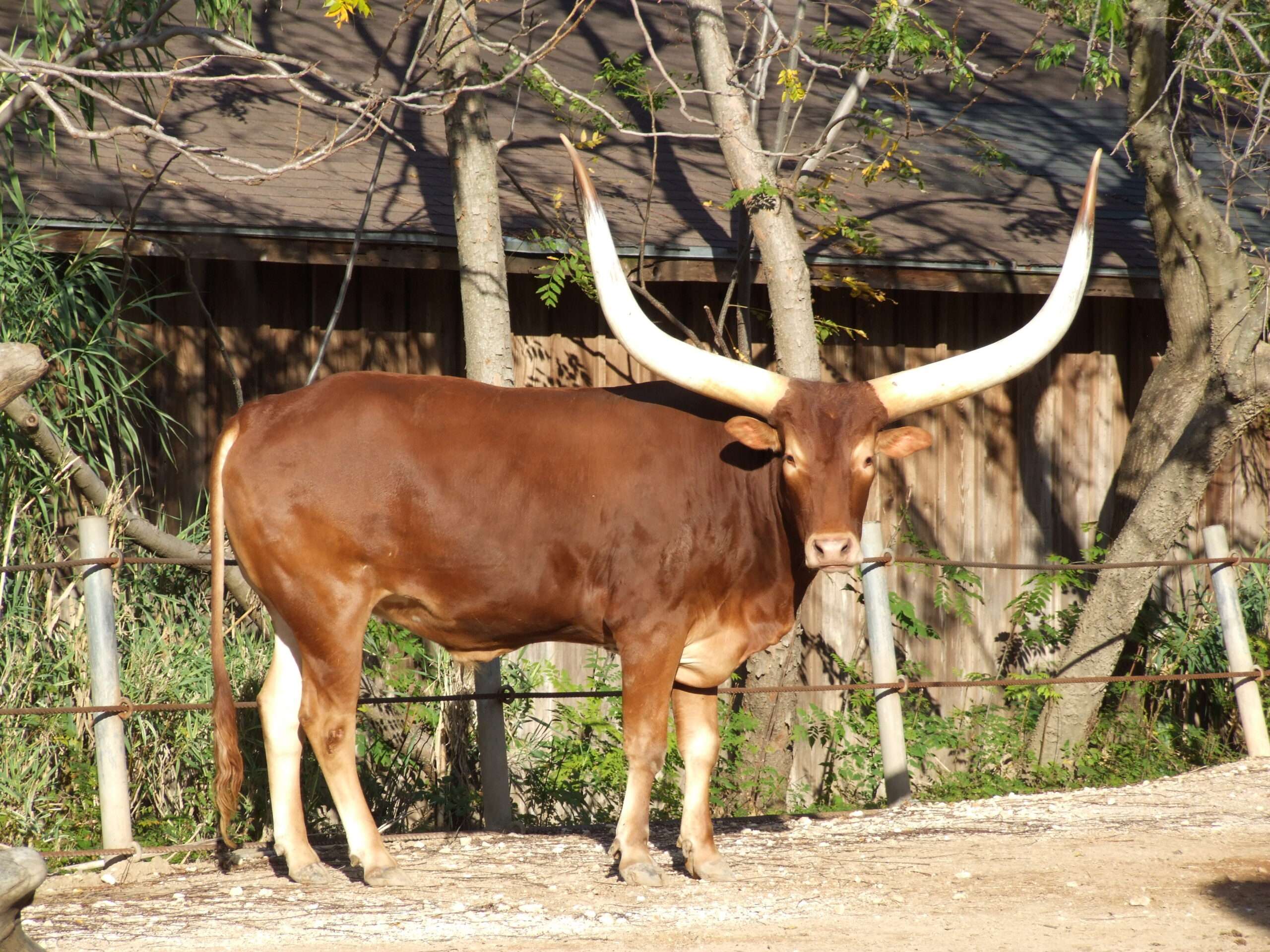 Ankole-Watusi