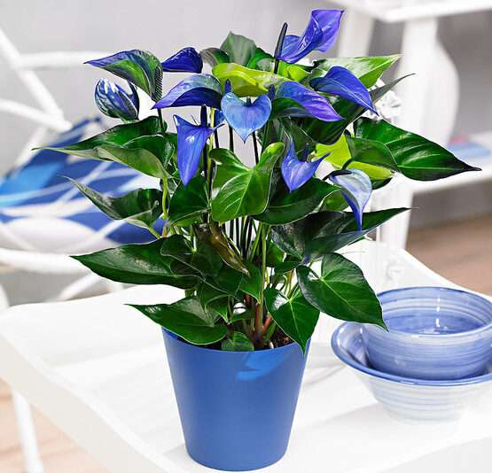 Anthurium blue