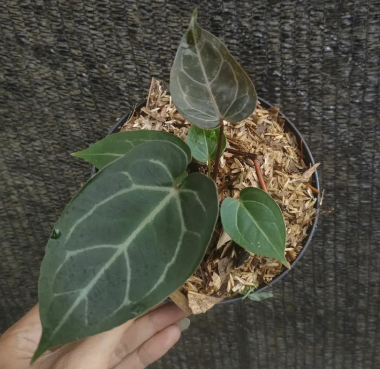 Anthurium dark mama