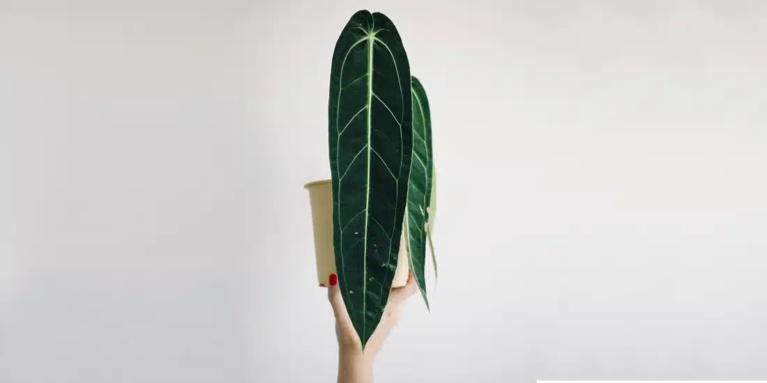 Anthurium Queen