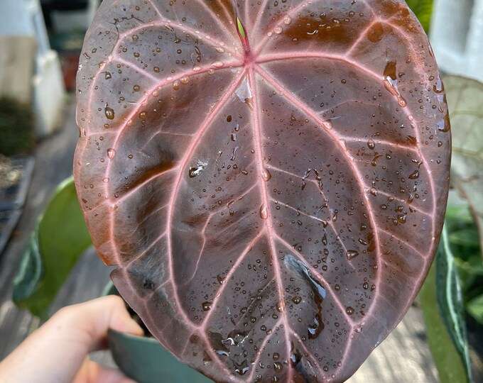 Anthurium Red Crystallinum