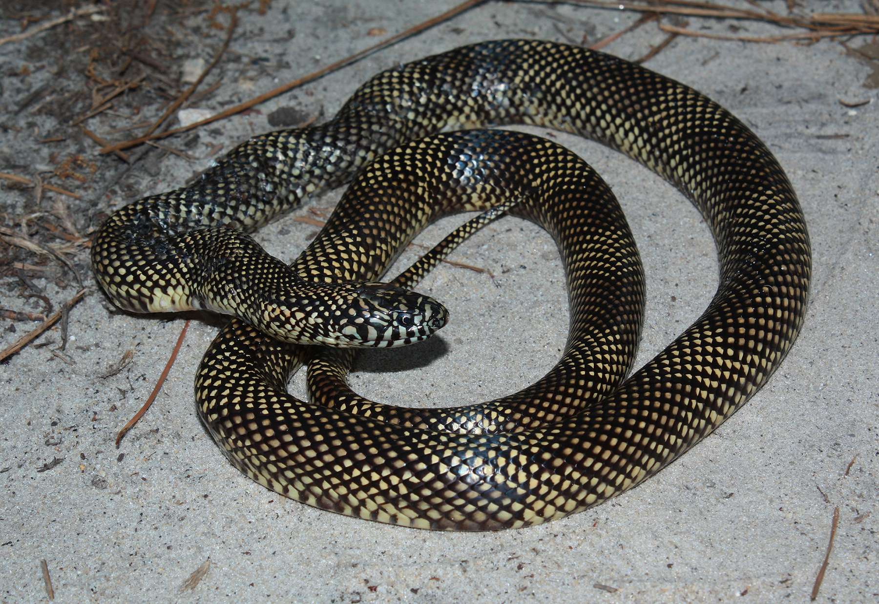 Apalachicola Kingsnake