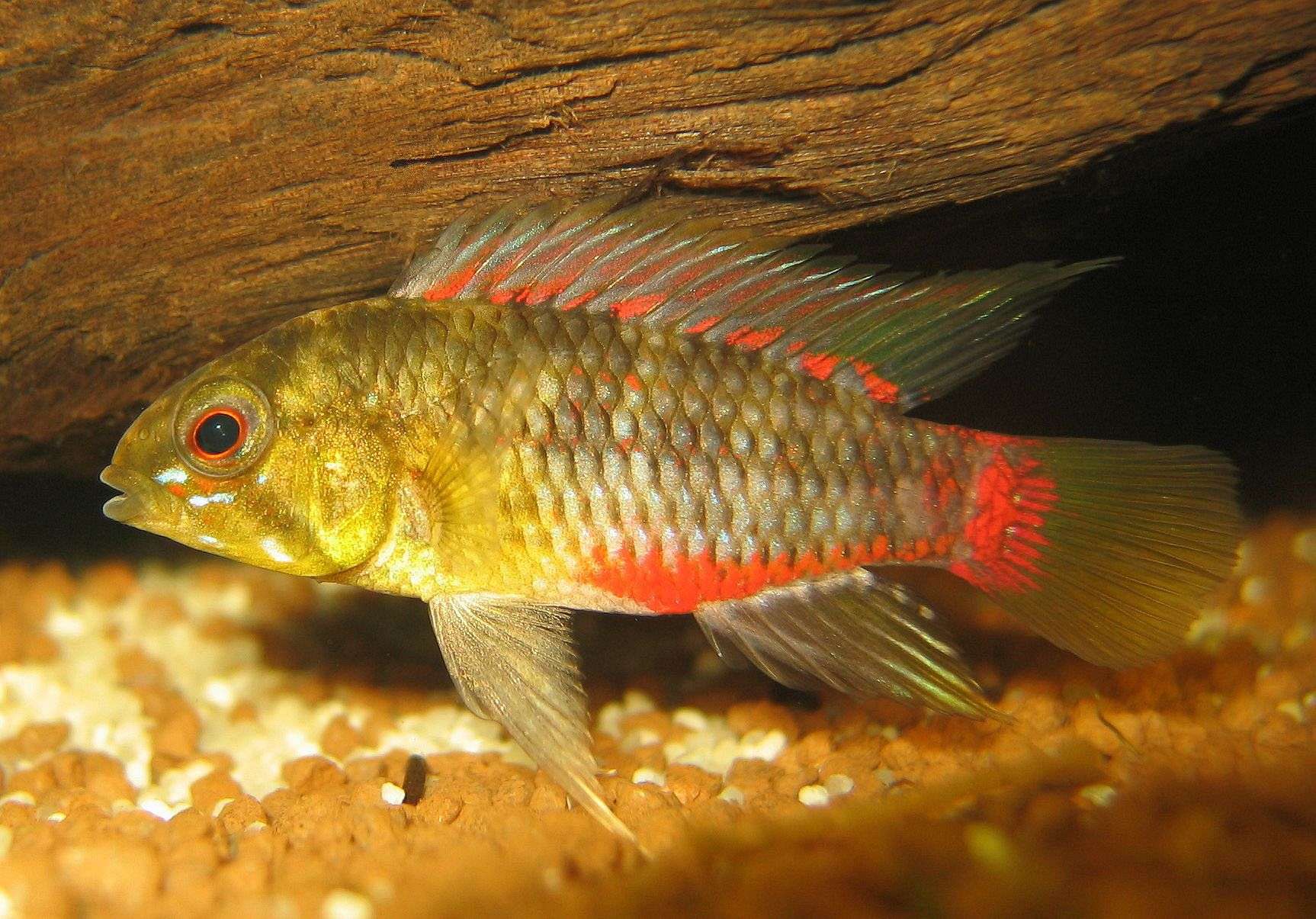 Apistogramma