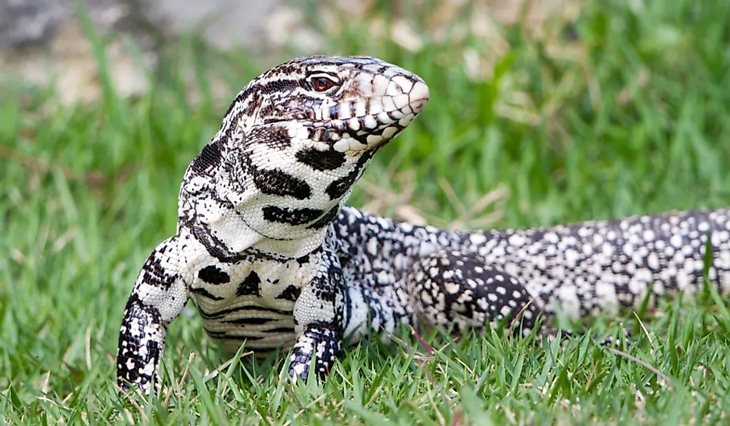 Argentine Black and White Tegus