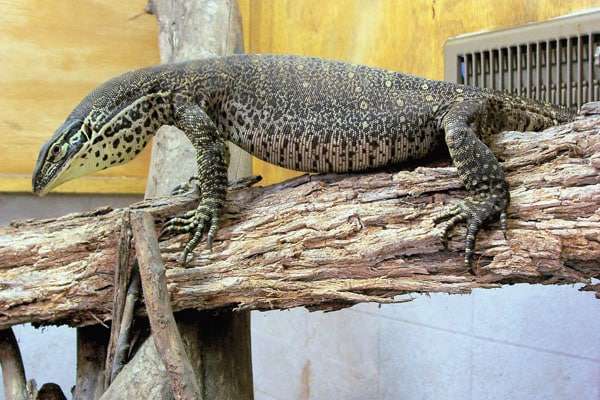 Argus Monitor