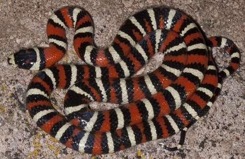 Arizona Mountain Kingsnake