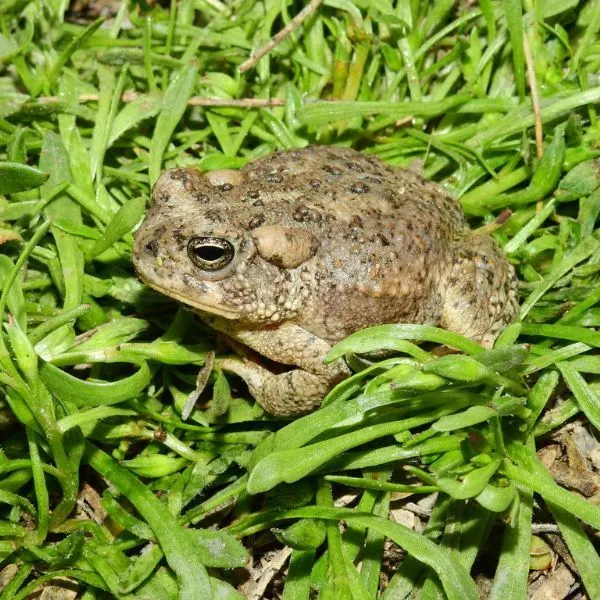 Arizona Toad