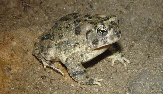 Arroyo Toad