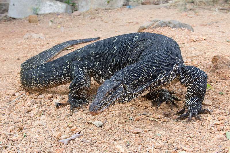 Asian water Monitor