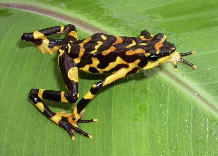 Atelopus varius Toad