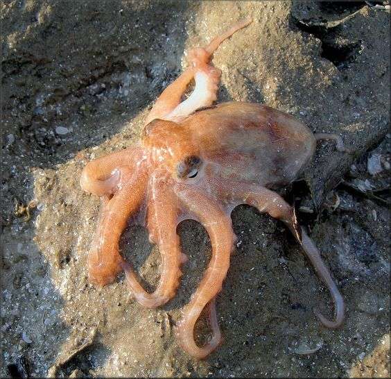 Atlantic Pygmy Octopus