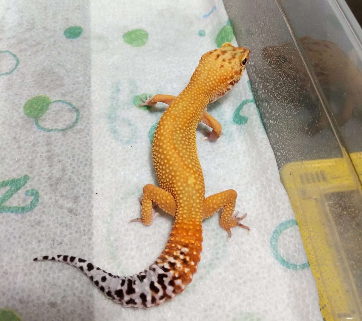 Atomic Leopard Gecko