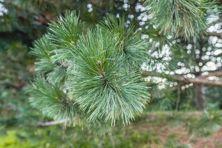 Australian Pine