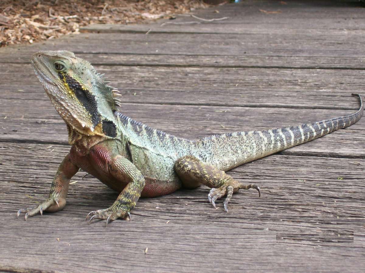 Australian Water Dragon