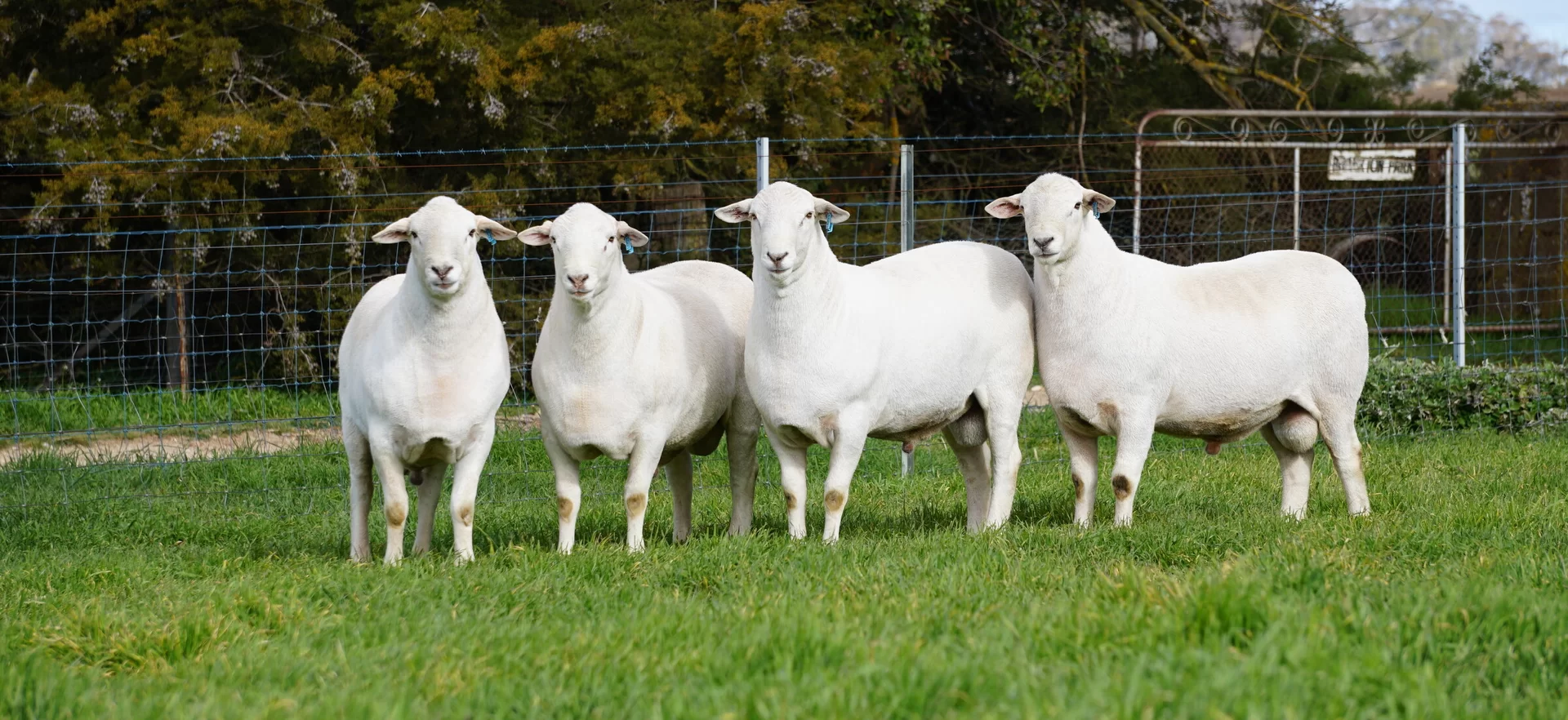 Australian Whites NZ