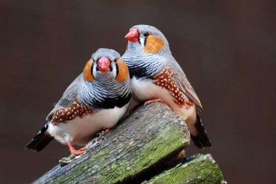Australian Zebra Finch