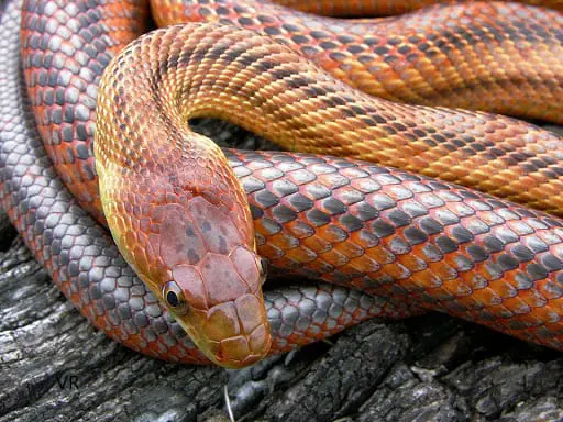 Baird's Rat Snake