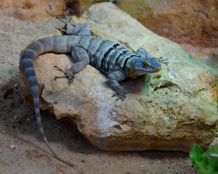 Baja Blue Rock Lizard