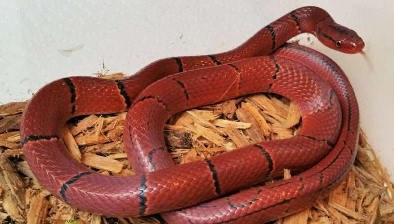 Bamboo Rat Snake