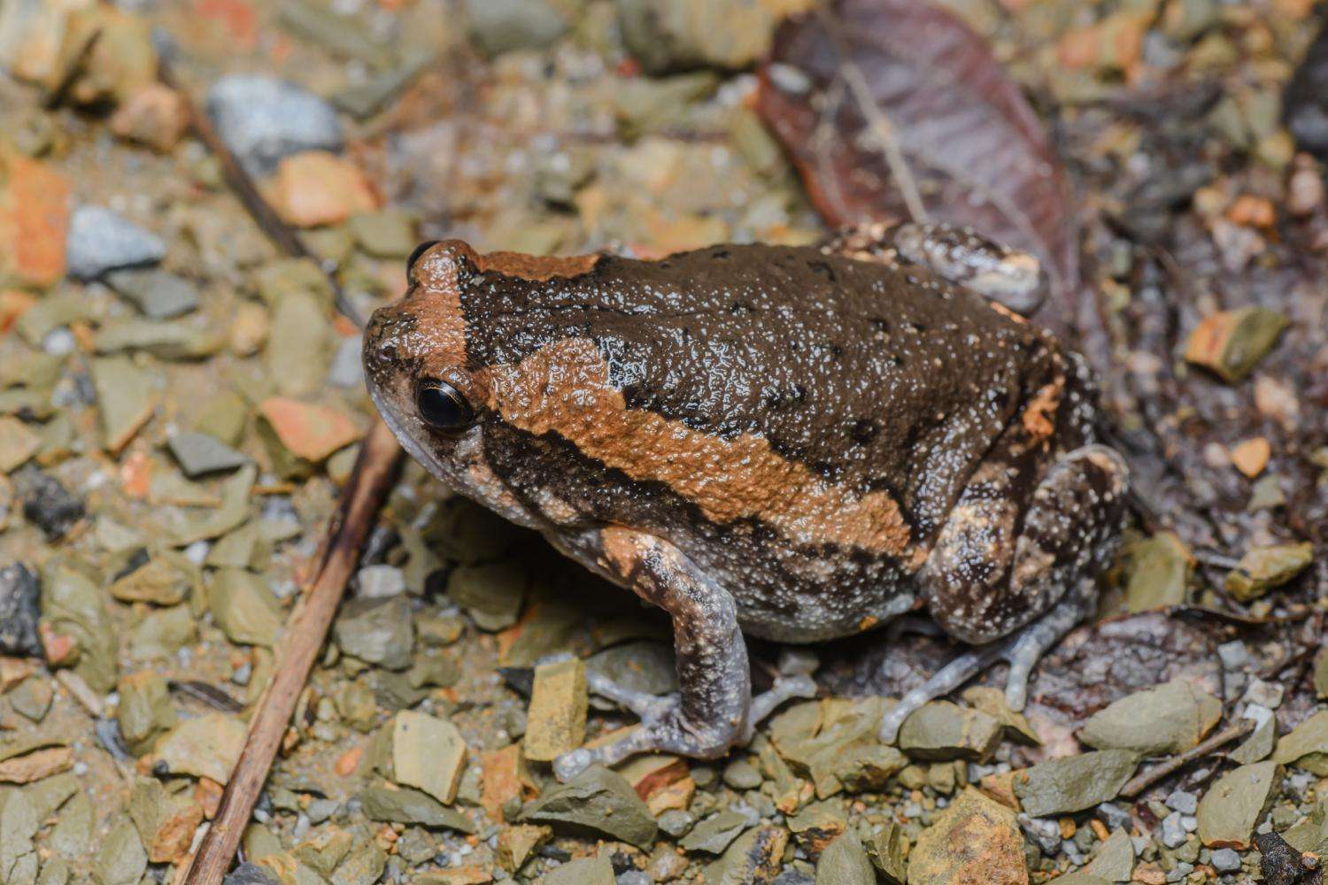 Frogs