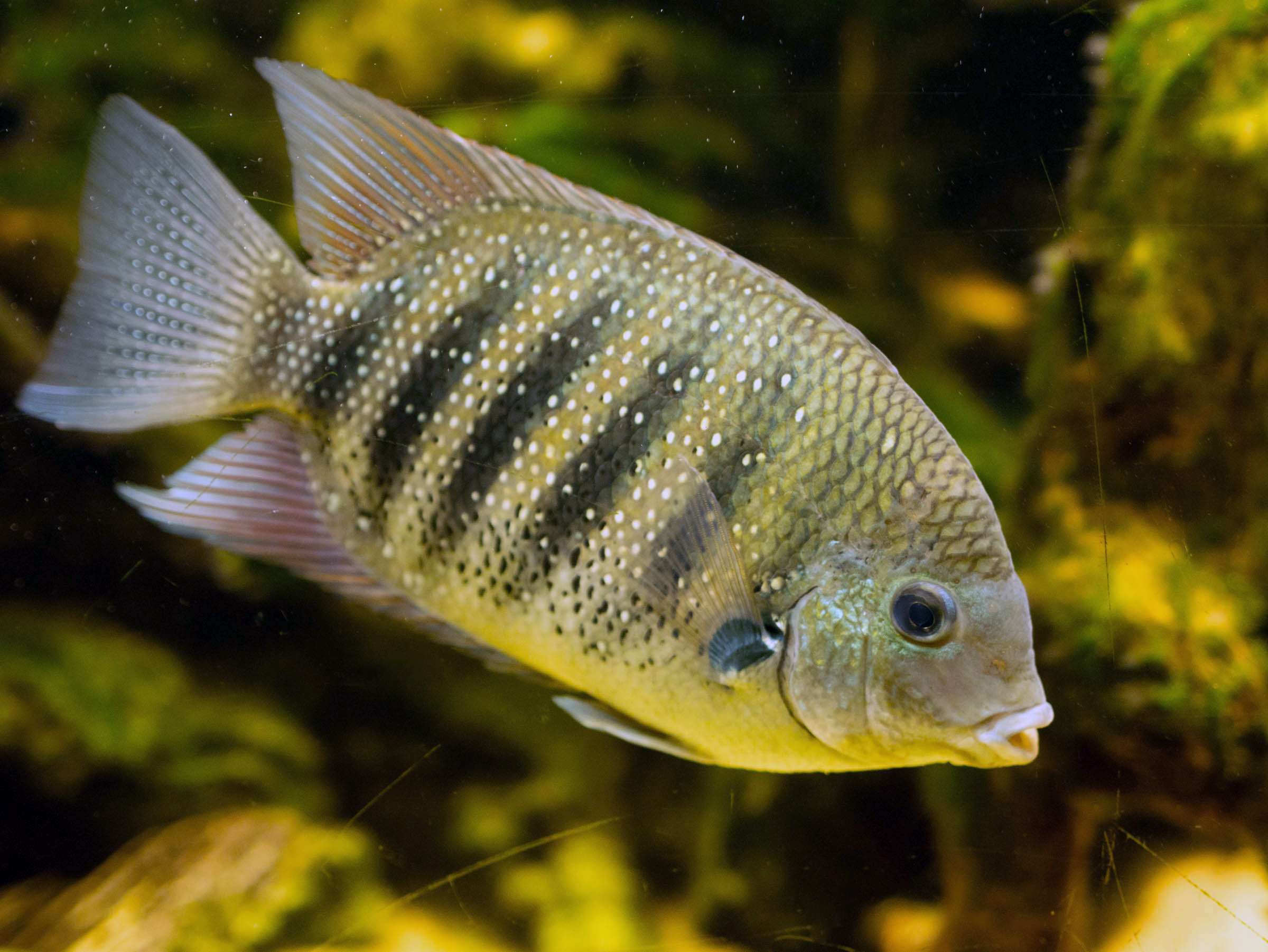 Banded Green Chromide