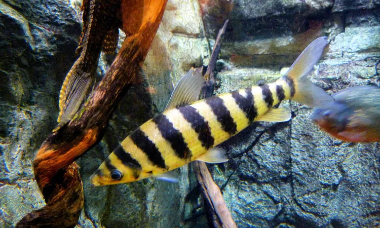 Banded Leporinus