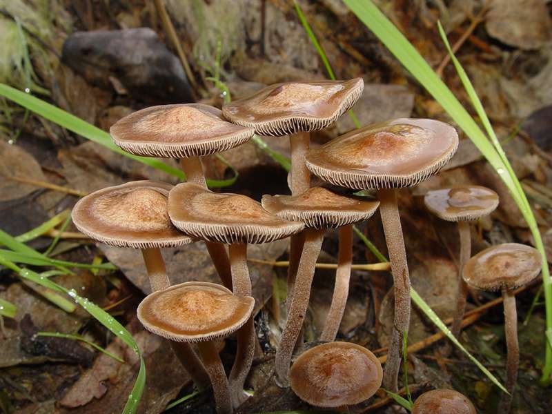 Banded Mottlegill