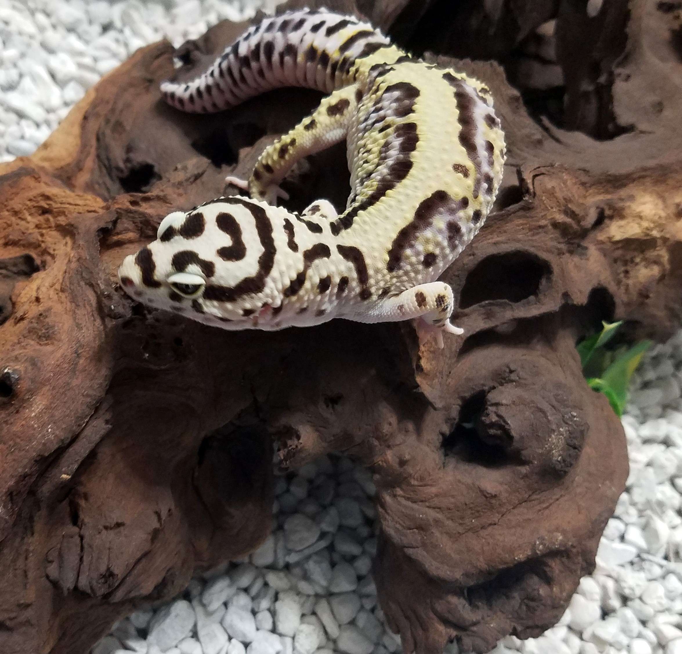 Bandit Leopard Gecko