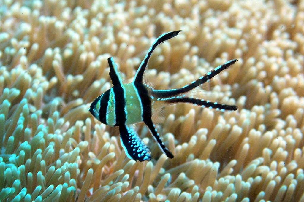 Banggai Cardinal