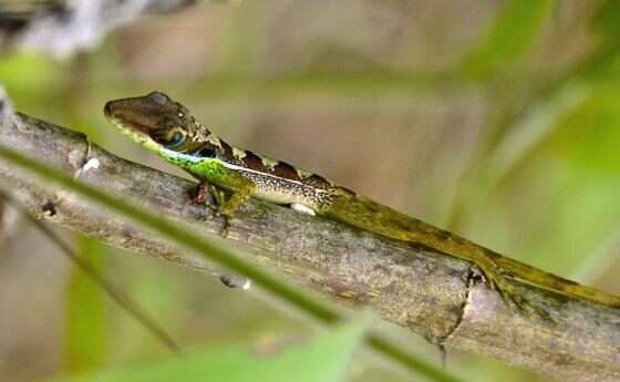 Baoruco Long-Snouted Anole