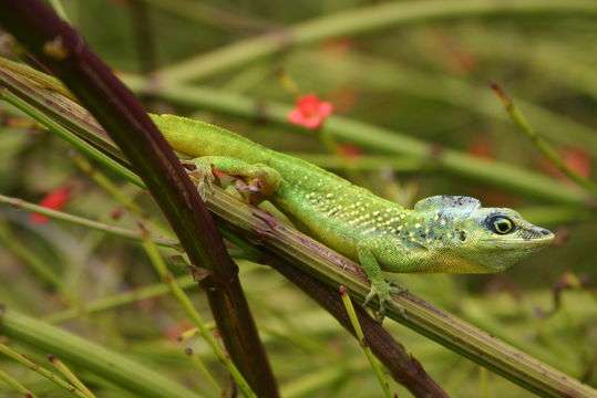Barbados Anole