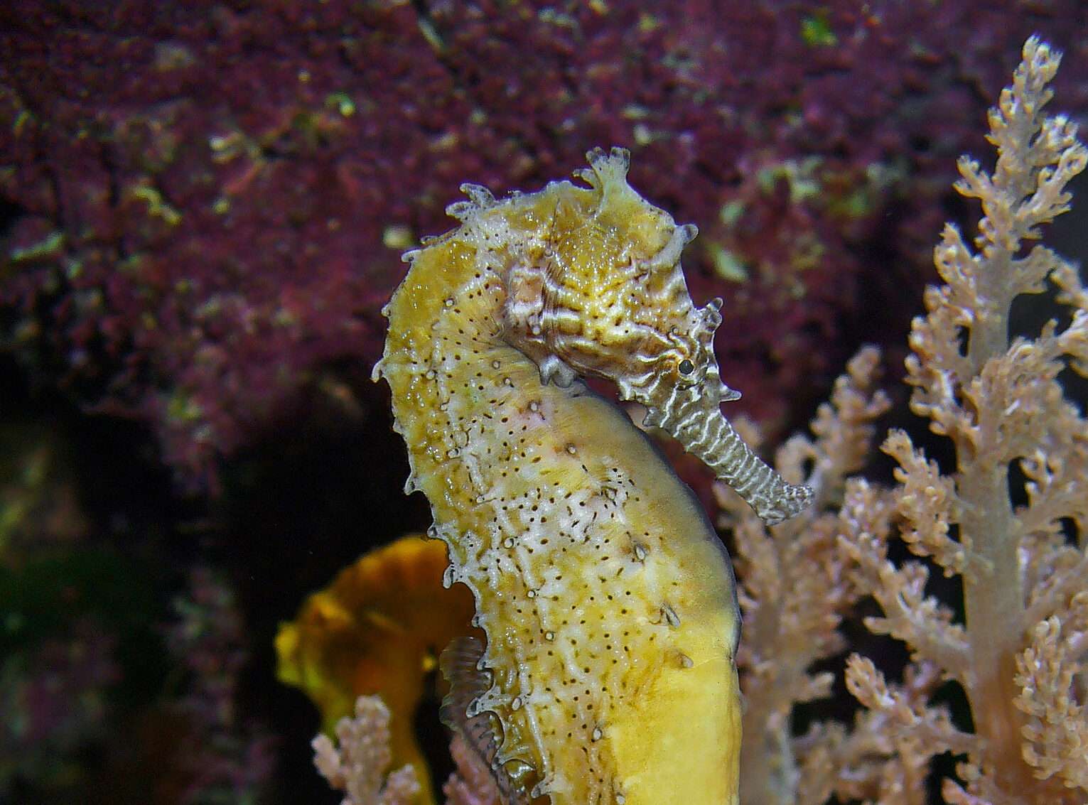 Barbour's Seahorse