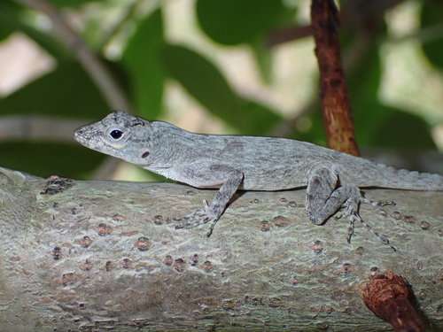 Bark Anole