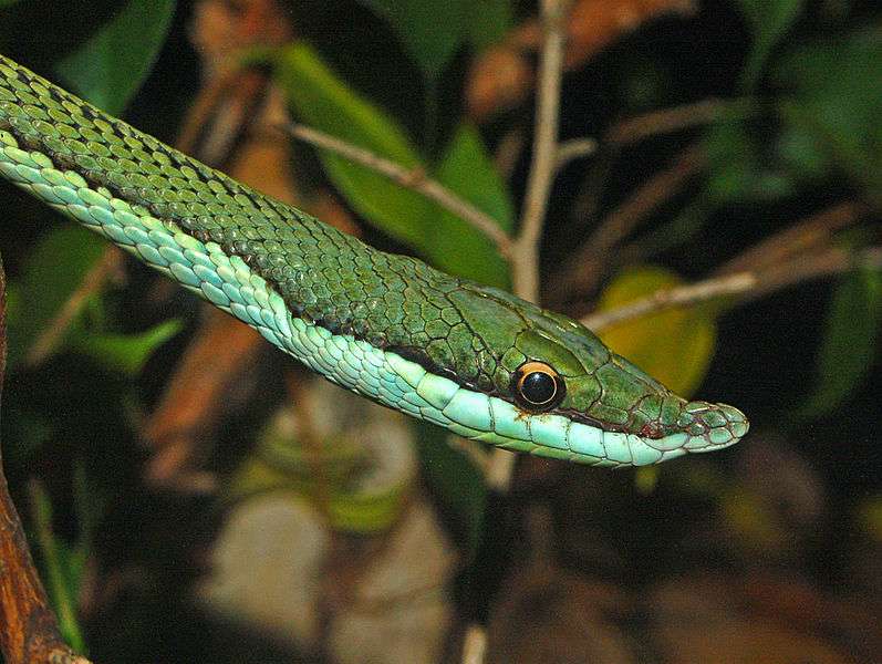 Baron's Racer Snake