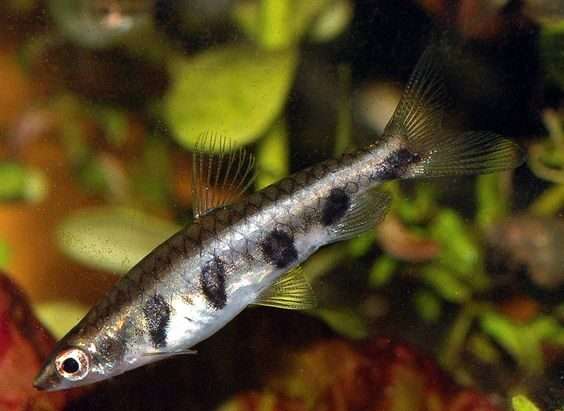 Barred Pencilfish