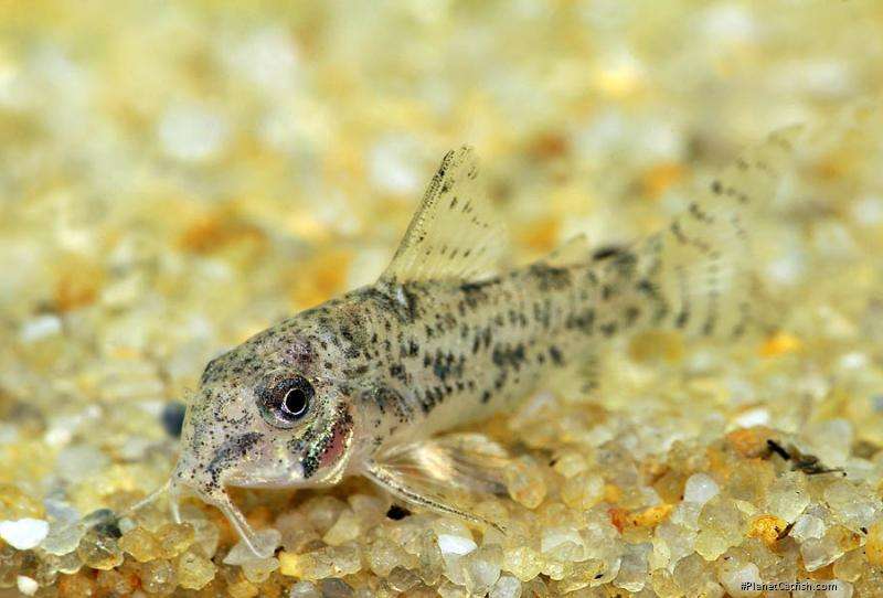 Barred-Tail Corydoras