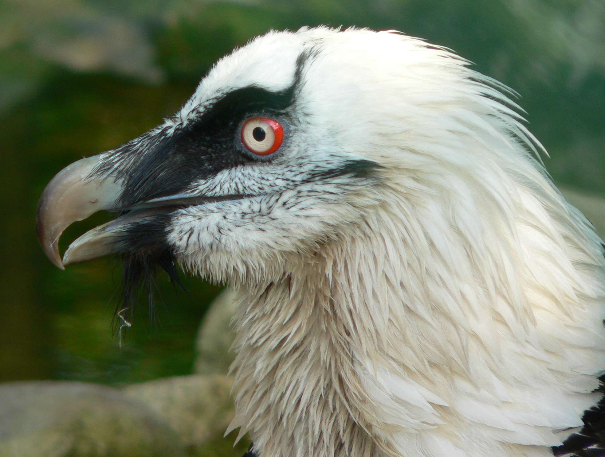 Bearded Vulture