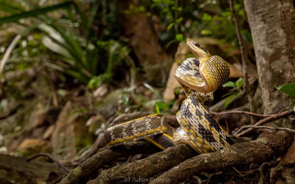 Beauty Rat Snake