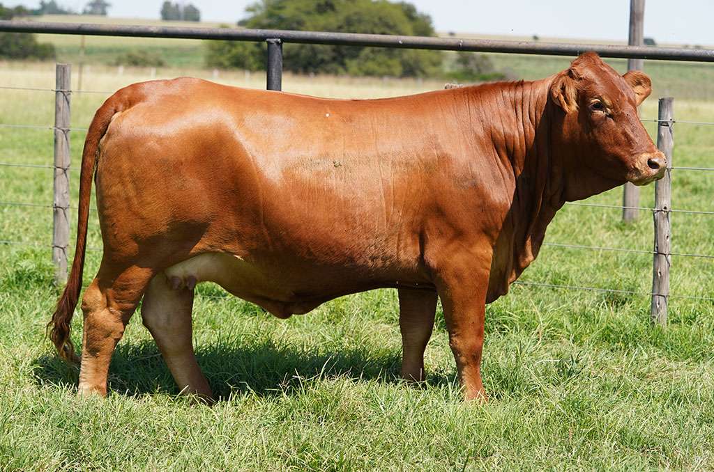 Beef Master Cattle