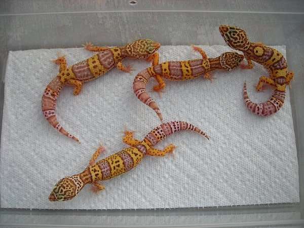 Bell Albino Leopard Morph