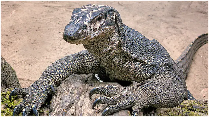 Bengal Monitor
