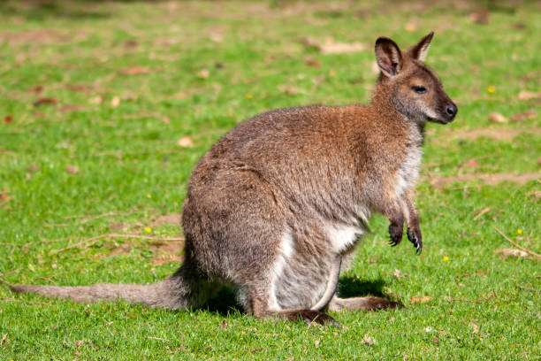 Bennett's Wallabies