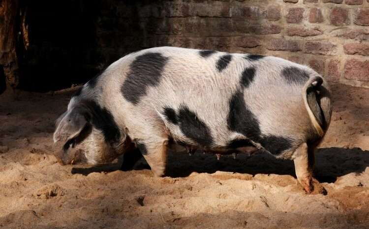 Bentheim Black Pied Pig