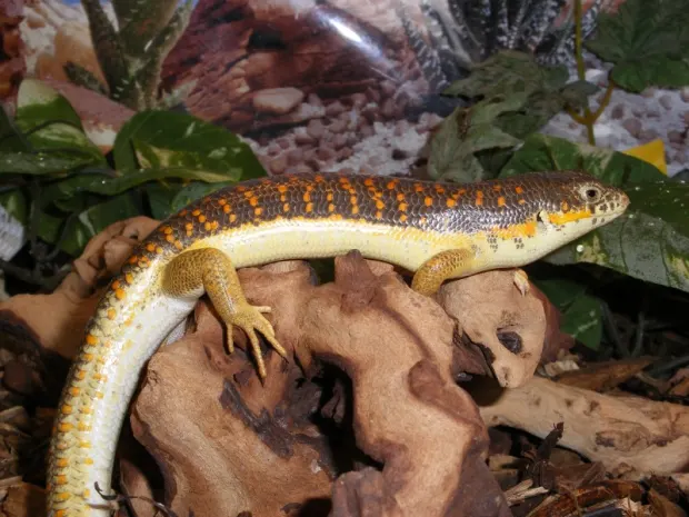Berber Skink